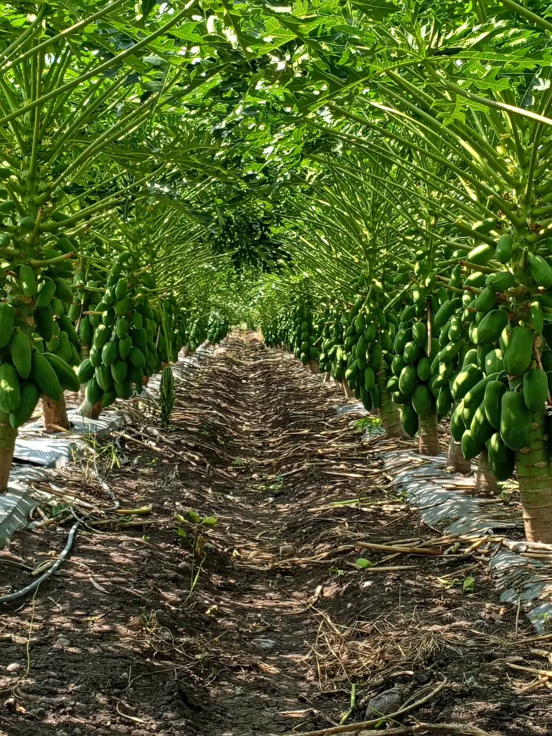 Pasillo entre dos hileras de papayos cargados de fruta en la huerta El Crucero