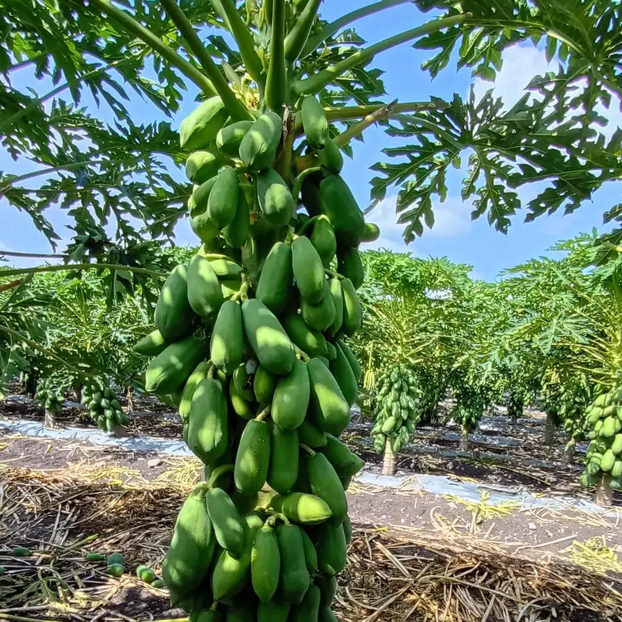 Papayo cargado de racimos de papaya verde, con las hileras de la huerta al fondo