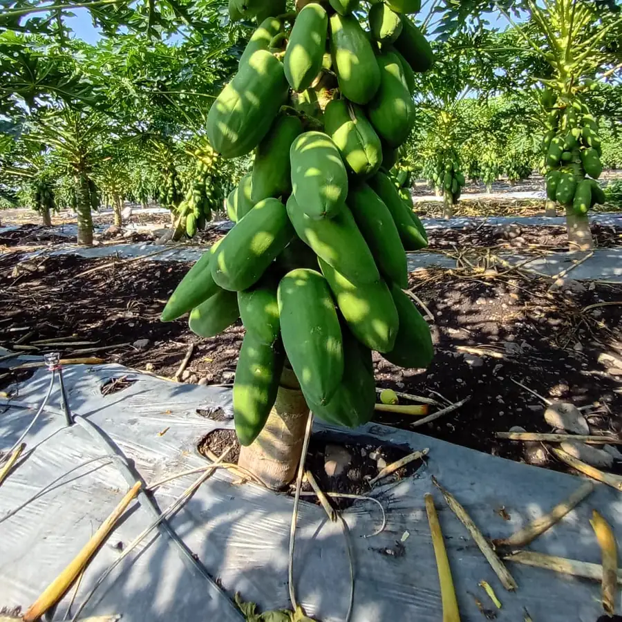 Papayo con riego por goteo y acolchado en la huerta El Crucero