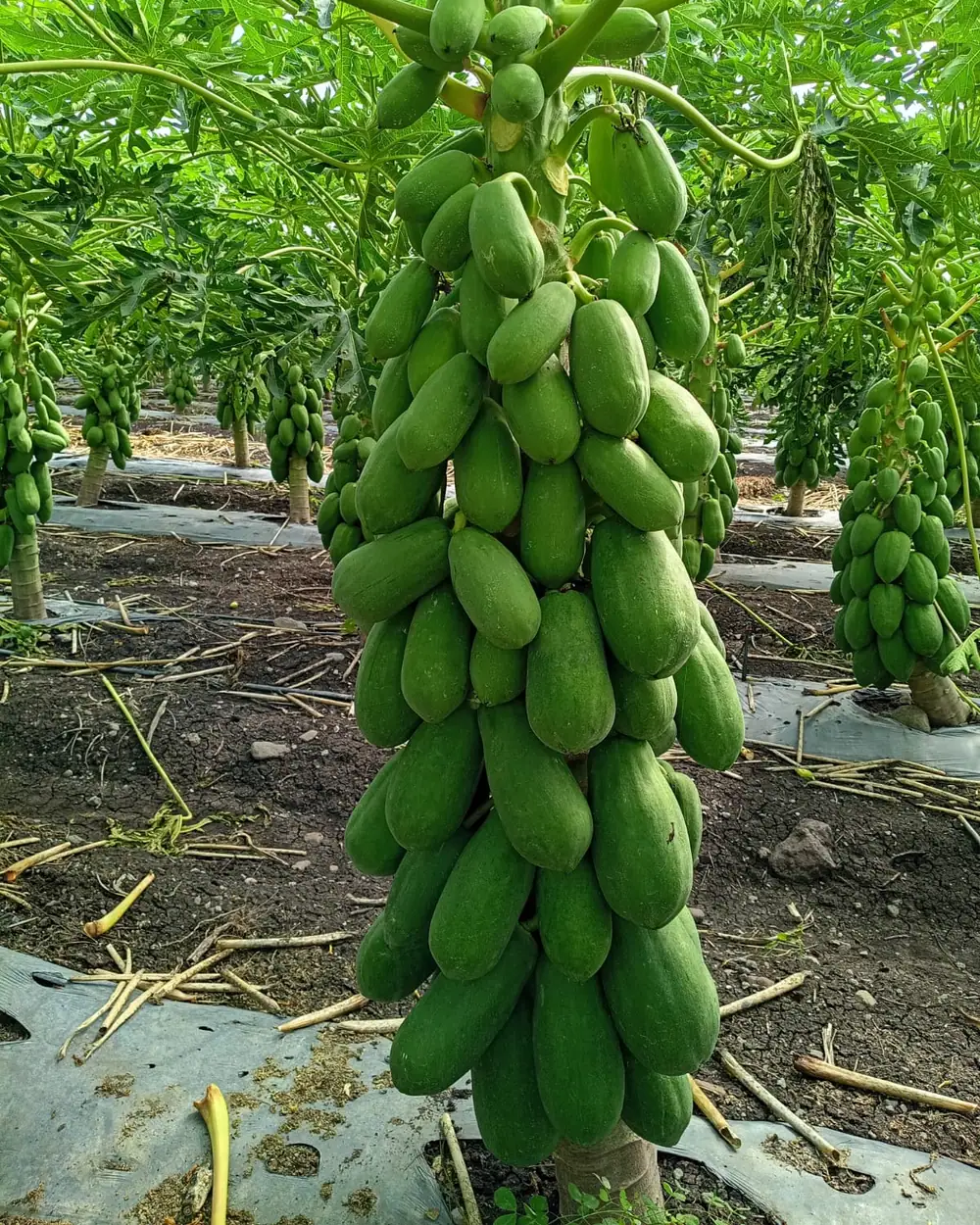 Tronco de papayo cargado de fruta verde en la huerta El Crucero