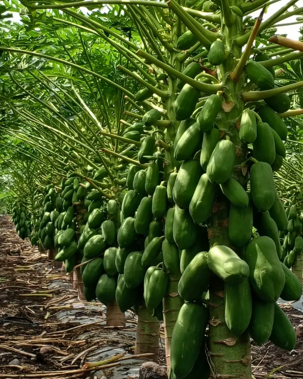 Hilera de papayos con fruta uniforme, lista para corte